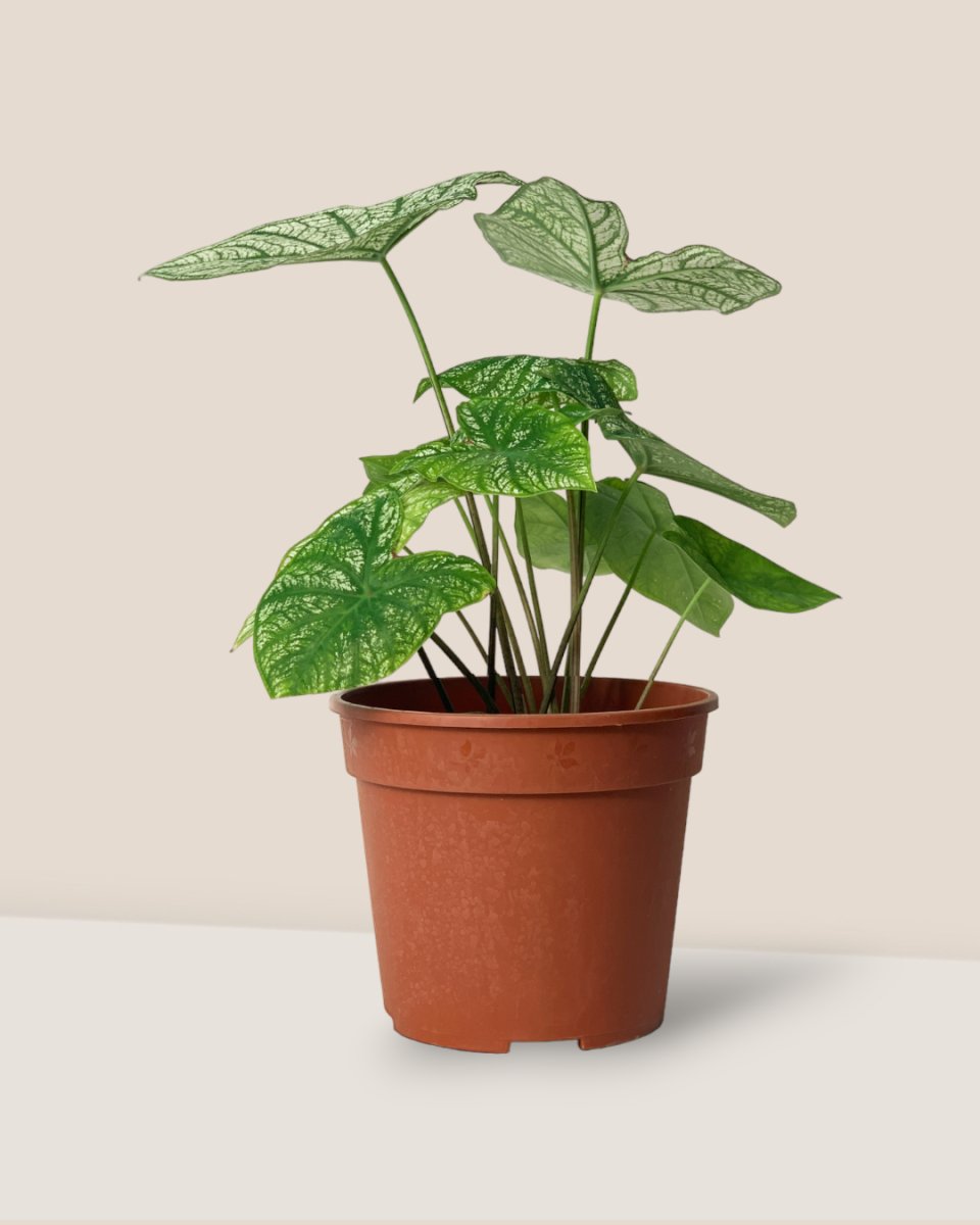 Caladium White Christmas - grow pot - Potted plant - Tumbleweed Plants - Online Plant Delivery Singapore