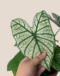 Caladium White Christmas - grow pot - Potted plant - Tumbleweed Plants - Online Plant Delivery Singapore