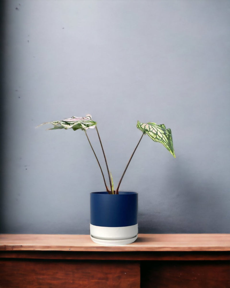 Caladium ‘Thai Beauty’ - egg pot - small/grey - Just plant - Tumbleweed Plants - Online Plant Delivery Singapore