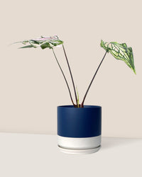 Caladium ‘Thai Beauty’ - blue white two tone pot - Just plant - Tumbleweed Plants - Online Plant Delivery Singapore