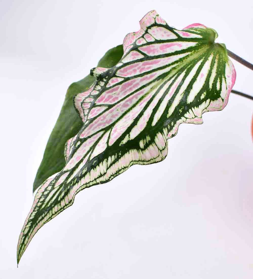 Caladium ‘Thai Beauty’ - terracotta pot - Just plant - Tumbleweed Plants - Online Plant Delivery Singapore