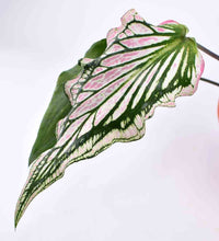 Caladium ‘Thai Beauty’ - terracotta pot - Just plant - Tumbleweed Plants - Online Plant Delivery Singapore