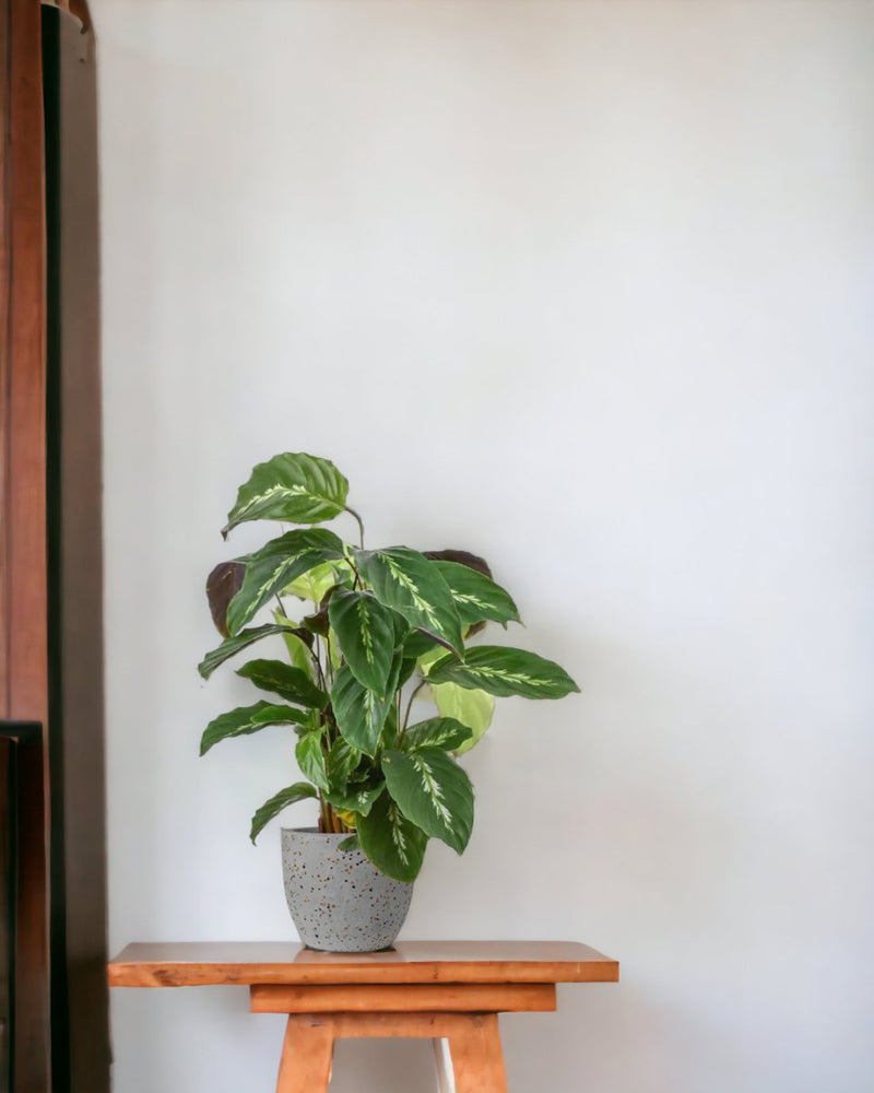 Calathea Maui Queen - egg pot - small/grey - Just plant - Tumbleweed Plants - Online Plant Delivery Singapore