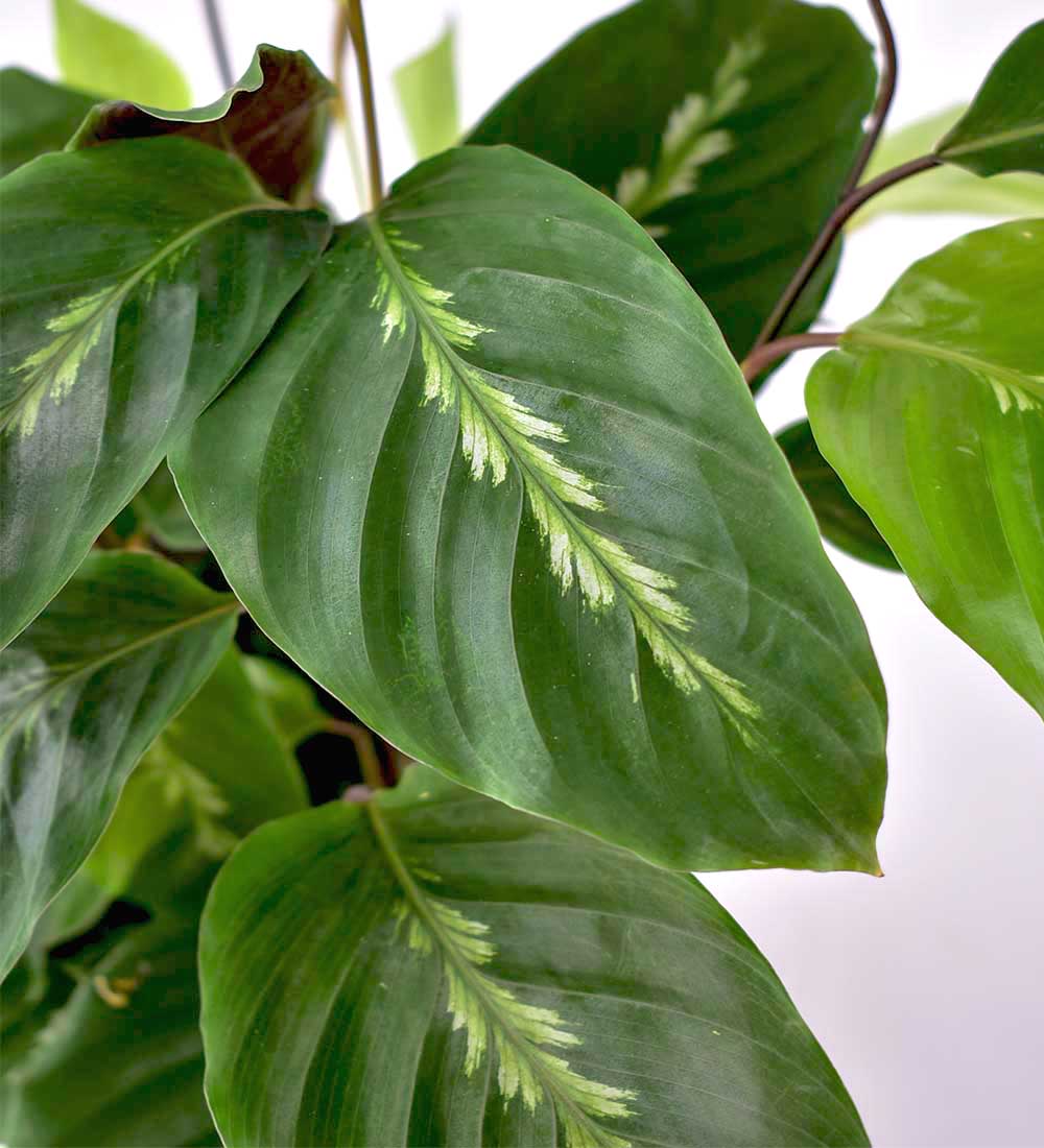 Calathea Maui Queen - grow pot - Just plant - Tumbleweed Plants - Online Plant Delivery Singapore