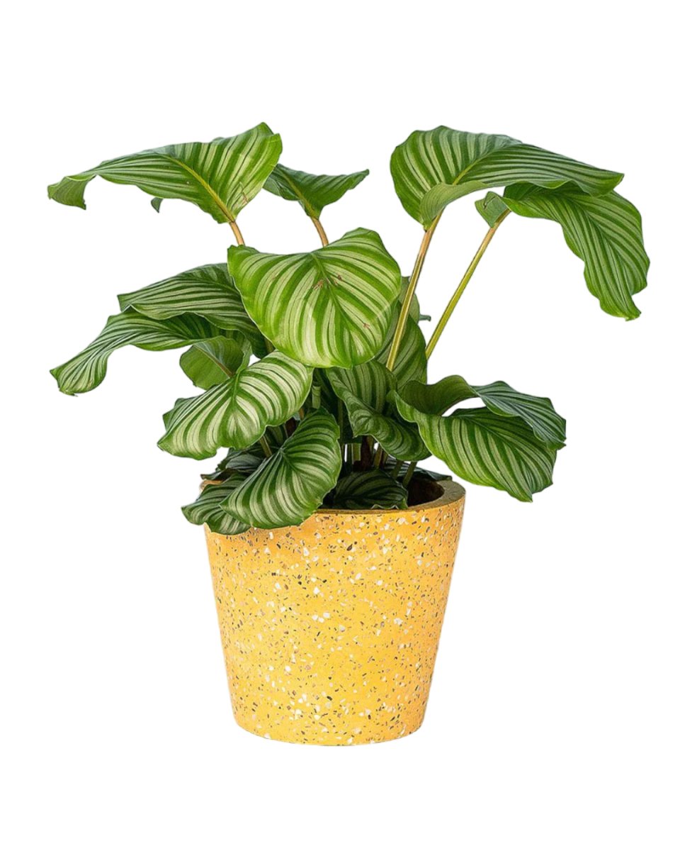 Calathea Orbifolia - terrazzo pot yellow - Potted plant - Tumbleweed Plants - Online Plant Delivery Singapore