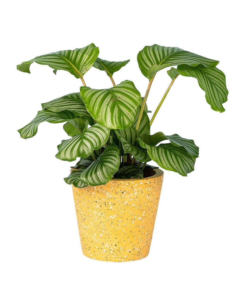 Calathea Orbifolia - terrazzo pot yellow - Potted plant - Tumbleweed Plants - Online Plant Delivery Singapore