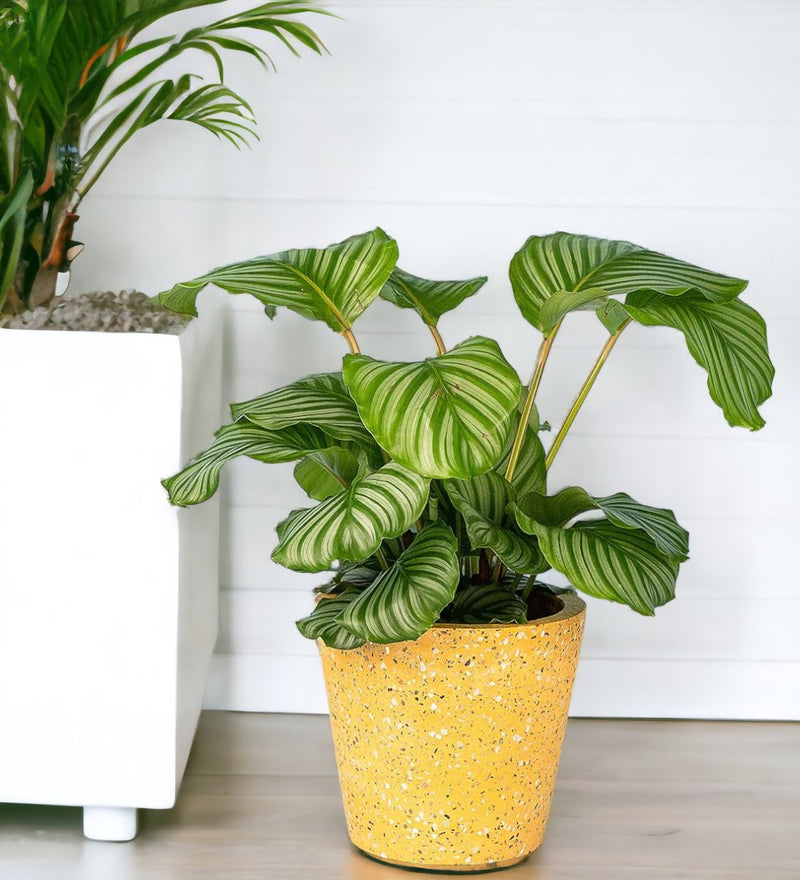 Calathea Orbifolia - terrazzo pot yellow - Potted plant - Tumbleweed Plants - Online Plant Delivery Singapore