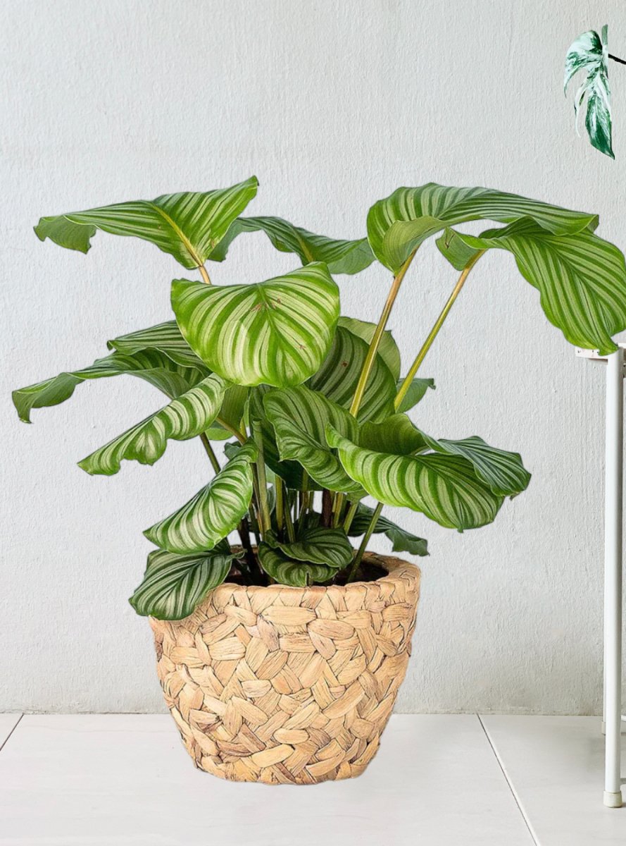 Calathea Orbifolia - hyacinth basket - Potted plant - Tumbleweed Plants - Online Plant Delivery Singapore