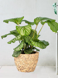 Calathea Orbifolia - hyacinth basket - Potted plant - Tumbleweed Plants - Online Plant Delivery Singapore