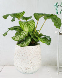 Calathea Orbifolia - little tulip pot white - Potted plant - Tumbleweed Plants - Online Plant Delivery Singapore