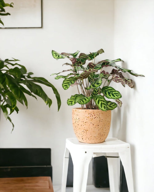 Peacock Plant - egg pot small pink - Potted plant - Tumbleweed Plants - Online Plant Delivery Singapore