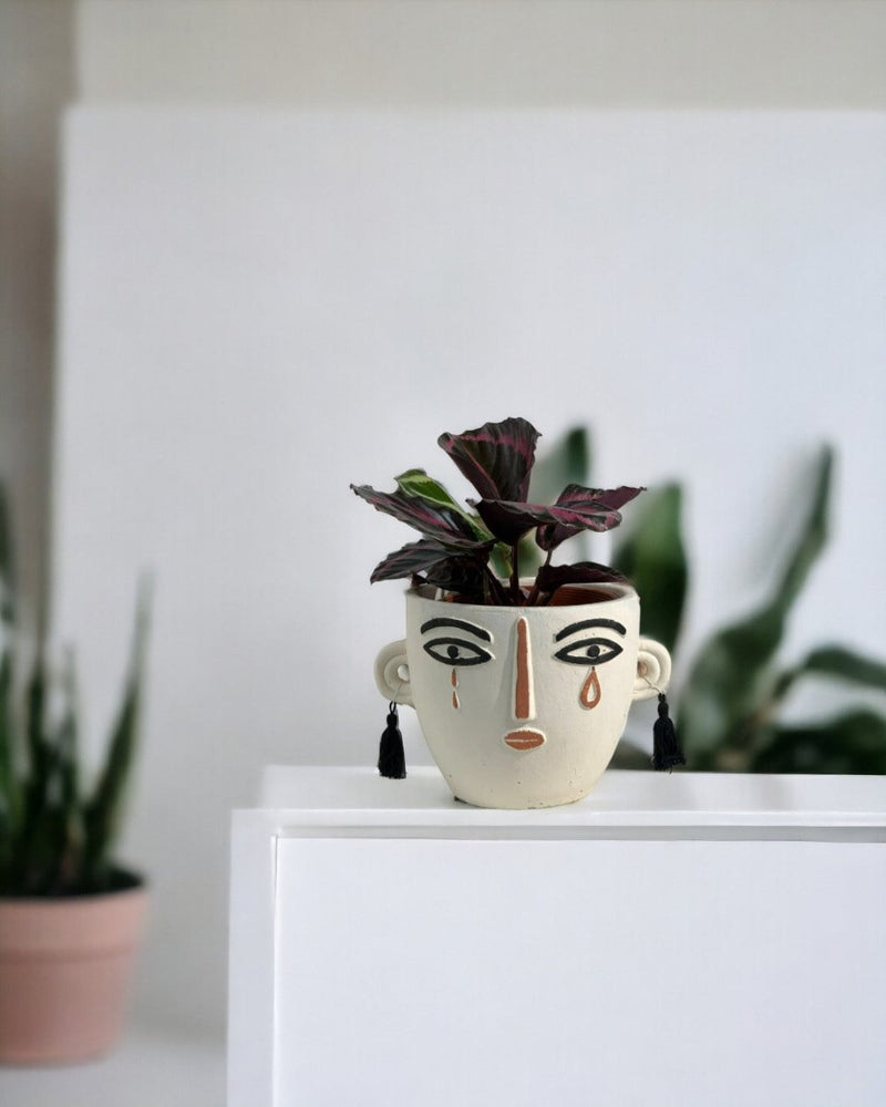 Calathea Roseopicta Purple - polly planter- white/short - Gifting plant - Tumbleweed Plants - Online Plant Delivery Singapore
