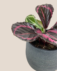 Calathea Roseopicta Purple - little bauble planter - quartz black - Gifting plant - Tumbleweed Plants - Online Plant Delivery Singapore