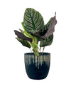 Calathea Sanderiana - cement cube - Potted plant - Tumbleweed Plants - Online Plant Delivery Singapore