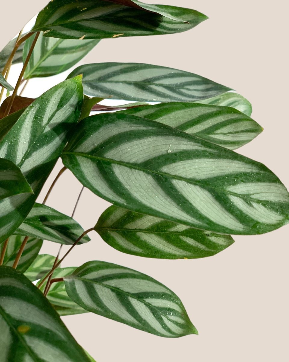 Calathea Setosa - grow pot - Potted plant - Tumbleweed Plants - Online Plant Delivery Singapore