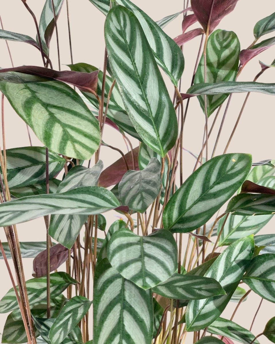 Calathea Setosa - grow pot - Potted plant - Tumbleweed Plants - Online Plant Delivery Singapore