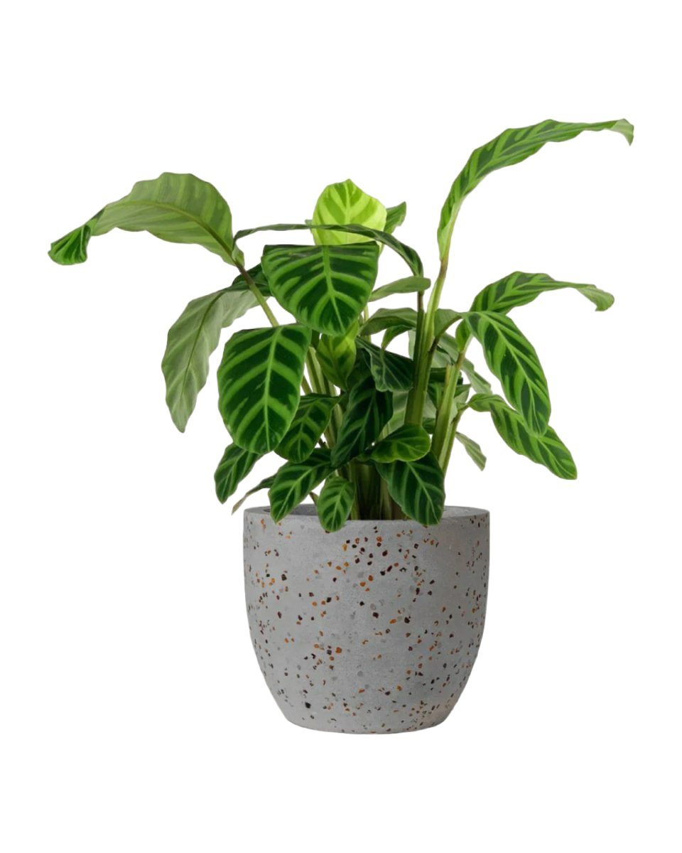 Calathea Zebrina - egg pot - small/grey - Potted plant - Tumbleweed Plants - Online Plant Delivery Singapore