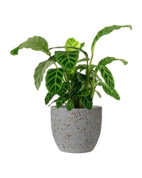 Calathea Zebrina - egg pot - small/grey - Potted plant - Tumbleweed Plants - Online Plant Delivery Singapore