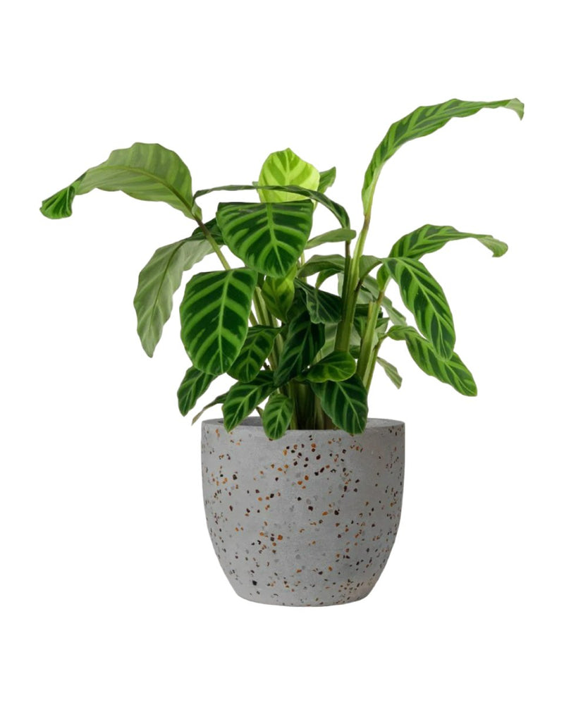 Calathea Zebrina - egg pot - small/grey - Potted plant - Tumbleweed Plants - Online Plant Delivery Singapore