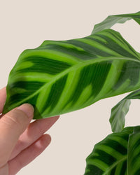 Calathea Zebrina - grow pot - Potted plant - Tumbleweed Plants - Online Plant Delivery Singapore