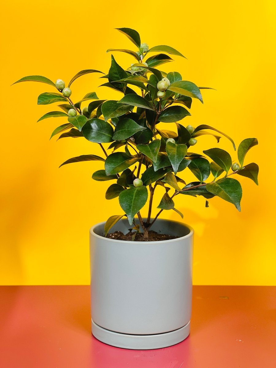 Camellia Japonica - Gifting plant - Tumbleweed Plants - Online Plant Delivery Singapore