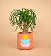 Canyon Planter - Pot - Tumbleweed Plants - Online Plant Delivery Singapore