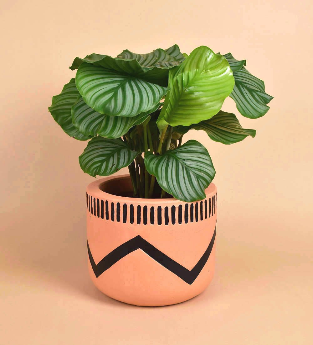 charlie plant pot Charlie Pot