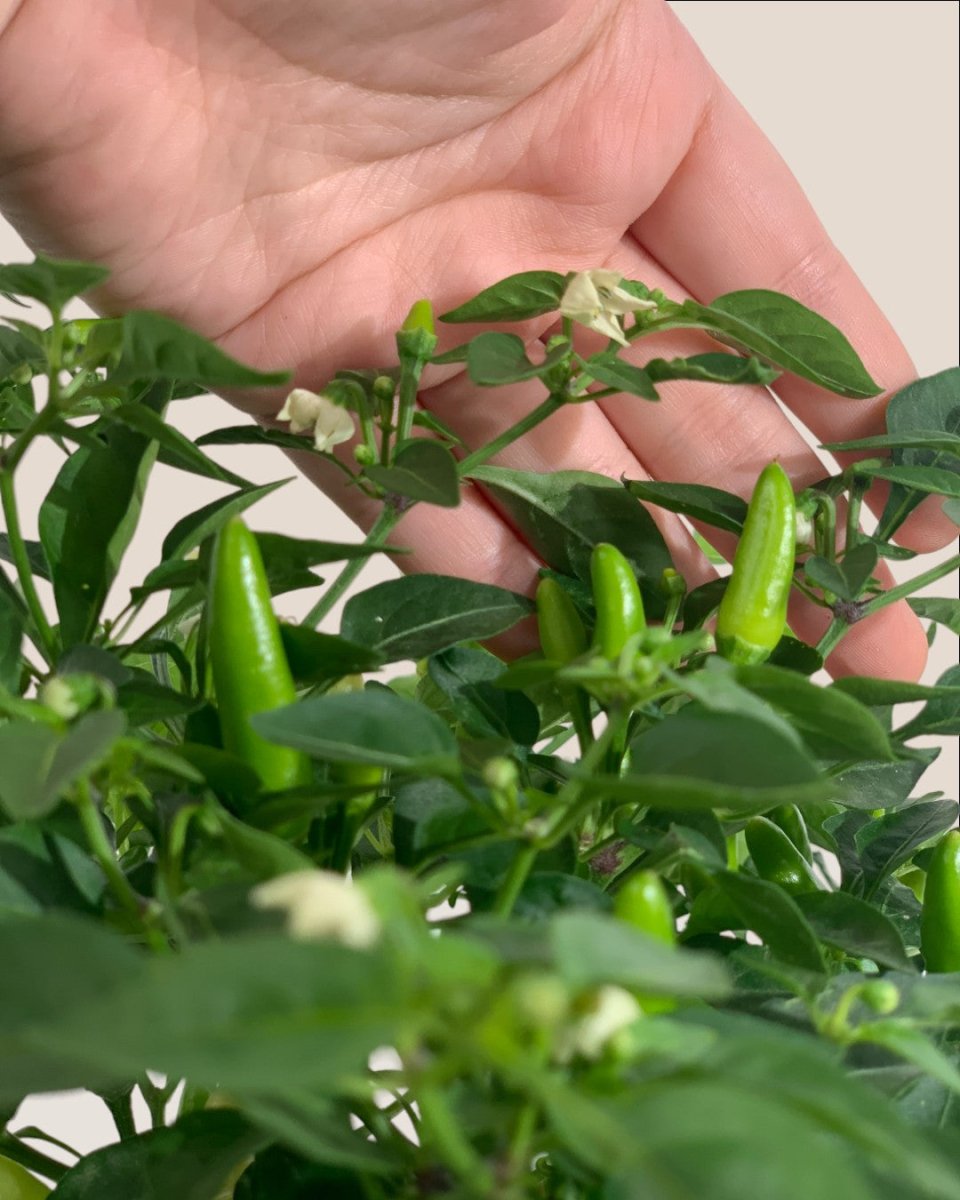 potted chilli plants for sale Chili Plant