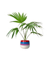 Chinese Fan Palm - grow pot - Potted plant - Tumbleweed Plants - Online Plant Delivery Singapore