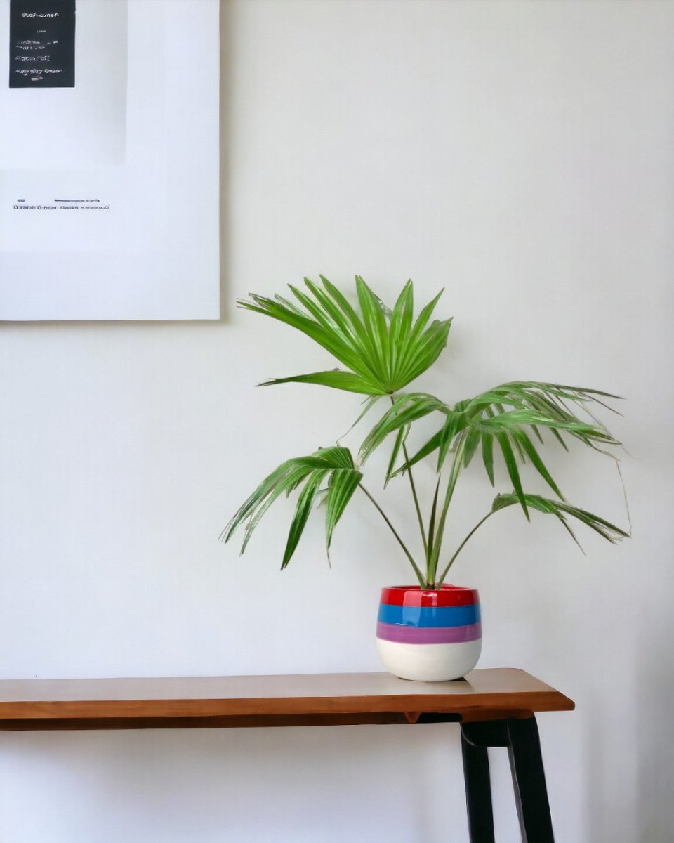 Chinese Fan Palm - grow pot - Potted plant - Tumbleweed Plants - Online Plant Delivery Singapore