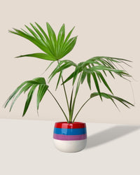 Chinese Fan Palm - grow pot - Potted plant - Tumbleweed Plants - Online Plant Delivery Singapore