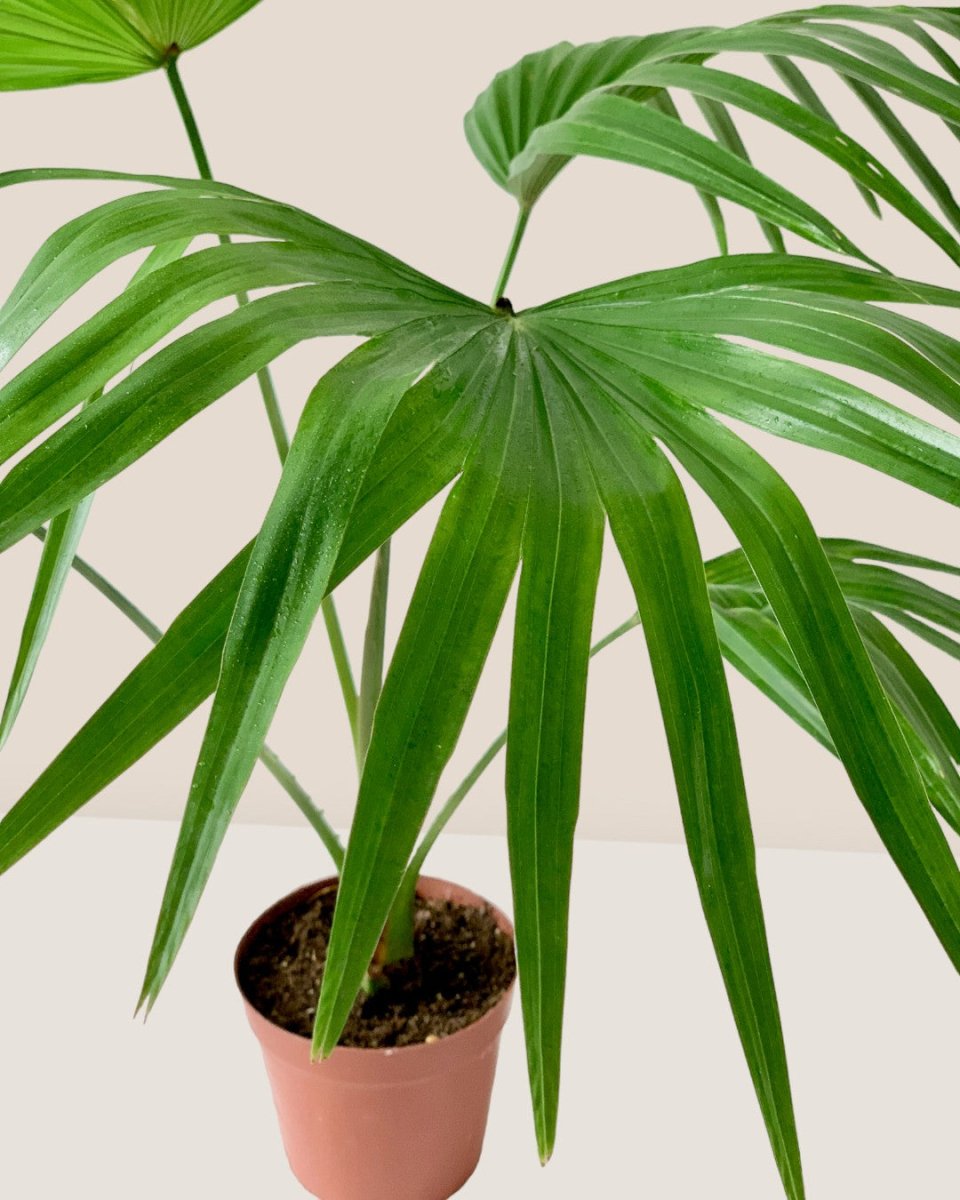 Chinese Fan Palm - grow pot - Potted plant - Tumbleweed Plants - Online Plant Delivery Singapore