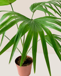 Chinese Fan Palm - grow pot - Potted plant - Tumbleweed Plants - Online Plant Delivery Singapore