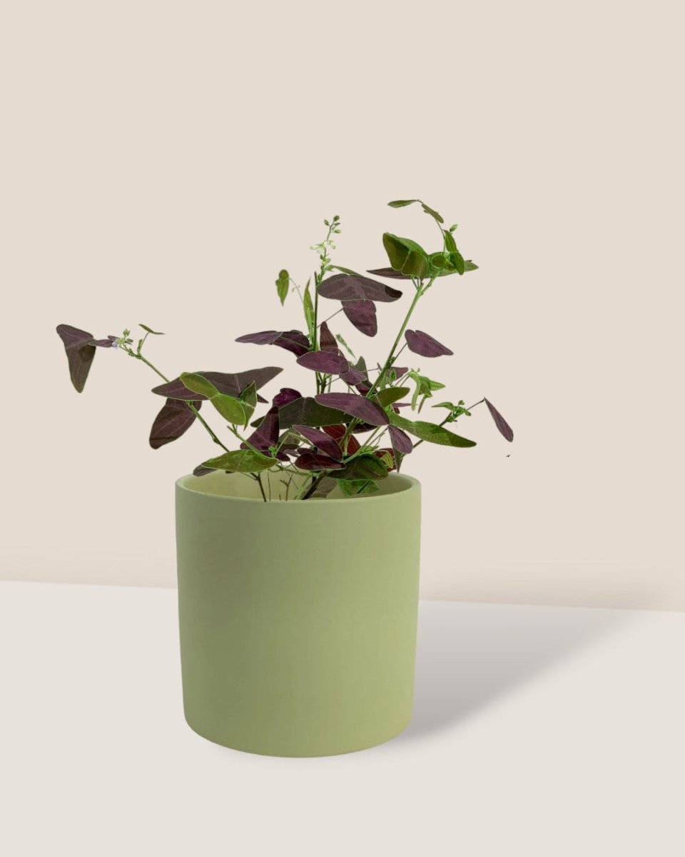 Christia Butterfly Plant Purple - olive bloom ceramic pot - large - Potted plant - Tumbleweed Plants - Online Plant Delivery Singapore