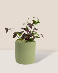 Christia Butterfly Plant Purple - olive bloom ceramic pot - large - Potted plant - Tumbleweed Plants - Online Plant Delivery Singapore