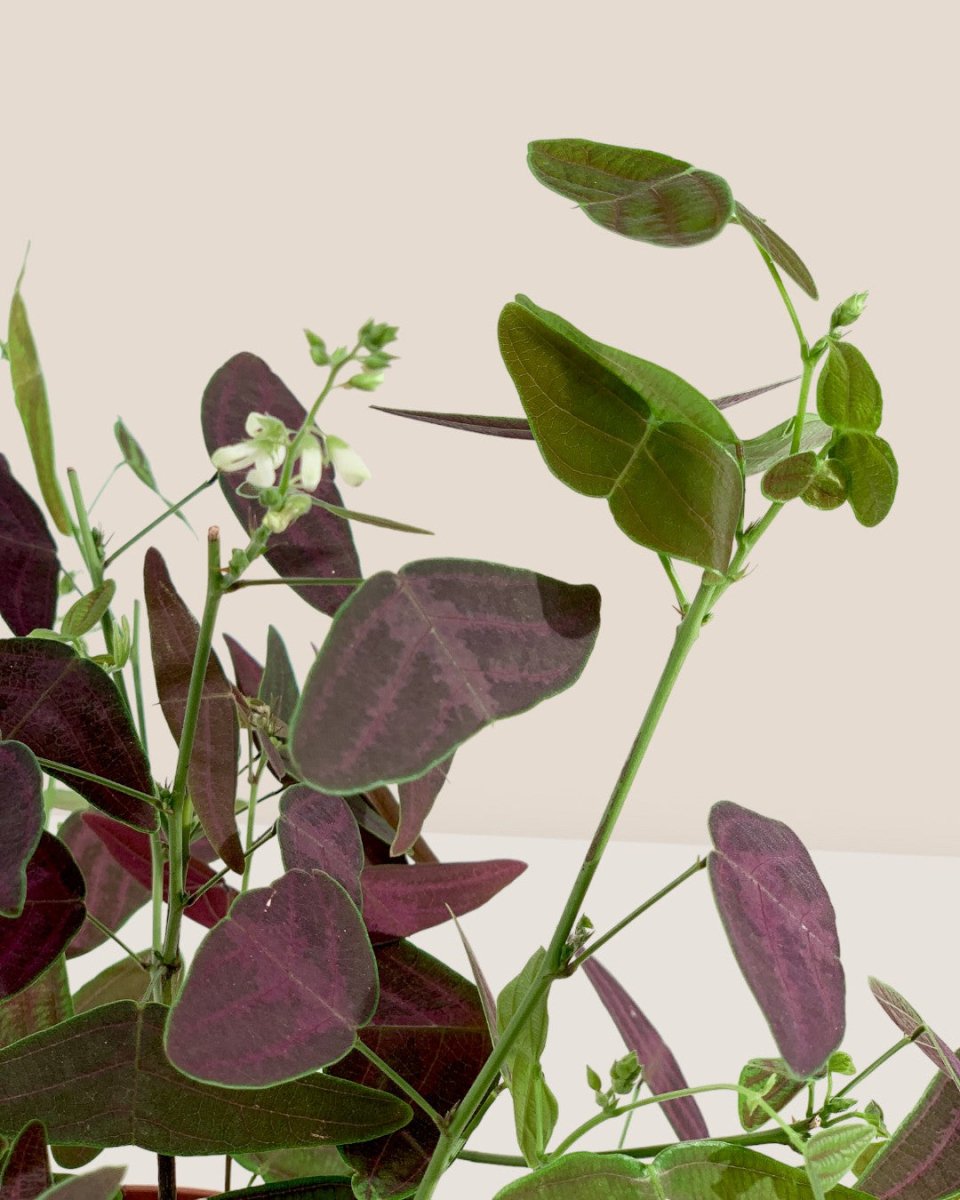Christia Butterfly Plant Purple - grow pot - Potted plant - Tumbleweed Plants - Online Plant Delivery Singapore