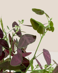 Christia Butterfly Plant Purple - grow pot - Potted plant - Tumbleweed Plants - Online Plant Delivery Singapore