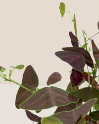 Christia Butterfly Plant Purple - grow pot - Potted plant - Tumbleweed Plants - Online Plant Delivery Singapore