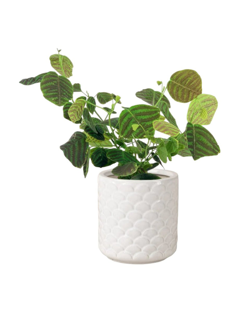 Swallow Tail, Butterfly Plant (Green) paired with scales planter