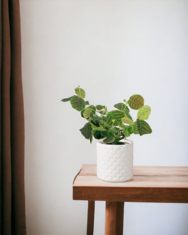 Swallow Tail, Butterfly Plant (Green) paired with scales planter