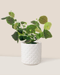 Swallow Tail, Butterfly Plant (Green) paired with scales planter