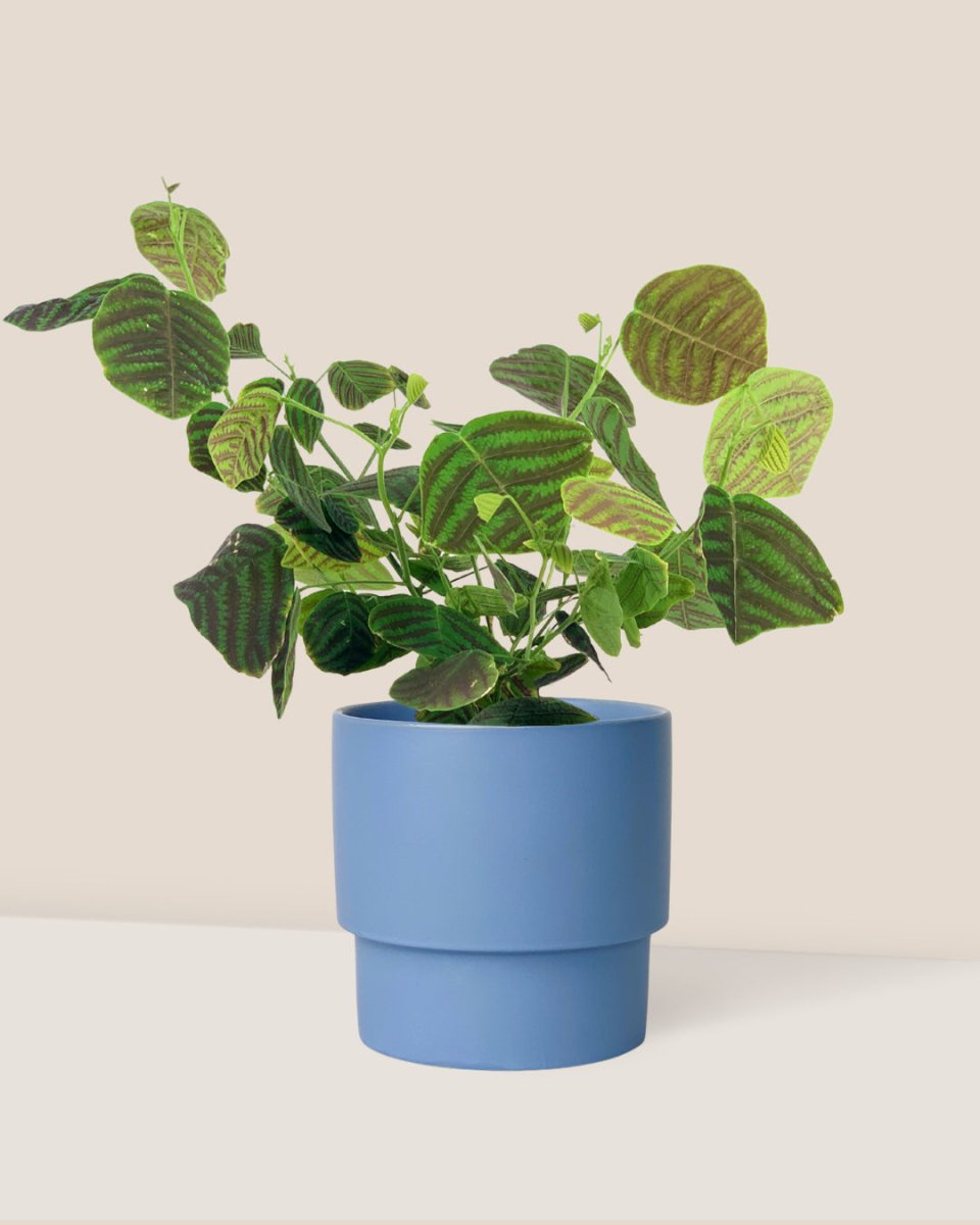 Swallow Tail, Butterfly Plant (Green) paired with plinth pot - large/blue