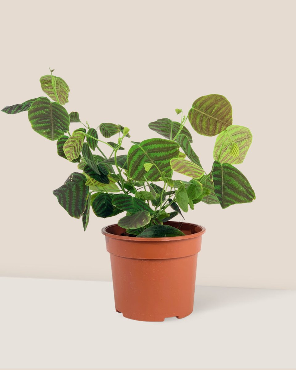 Swallow Tail, Butterfly Plant (Green) in a grow pot