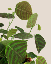 Swallow Tail, Butterfly Plant (Green)