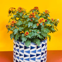 Chrysanthemum Mix - CNY