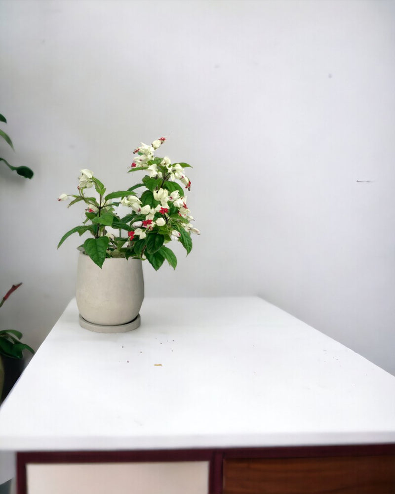 Clerodendrum Batik - carter planters - small - Gifting plant - Tumbleweed Plants - Online Plant Delivery Singapore