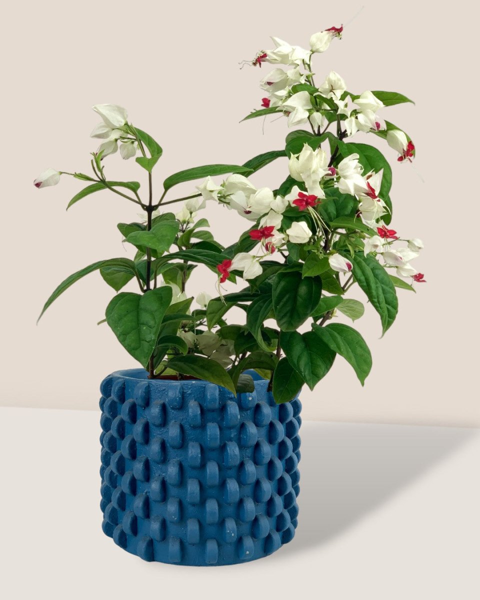 Clerodendrum Batik - carter planters - small - Gifting plant - Tumbleweed Plants - Online Plant Delivery Singapore