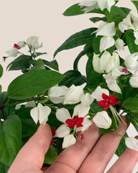 Clerodendrum Batik - carter planters - small - Gifting plant - Tumbleweed Plants - Online Plant Delivery Singapore