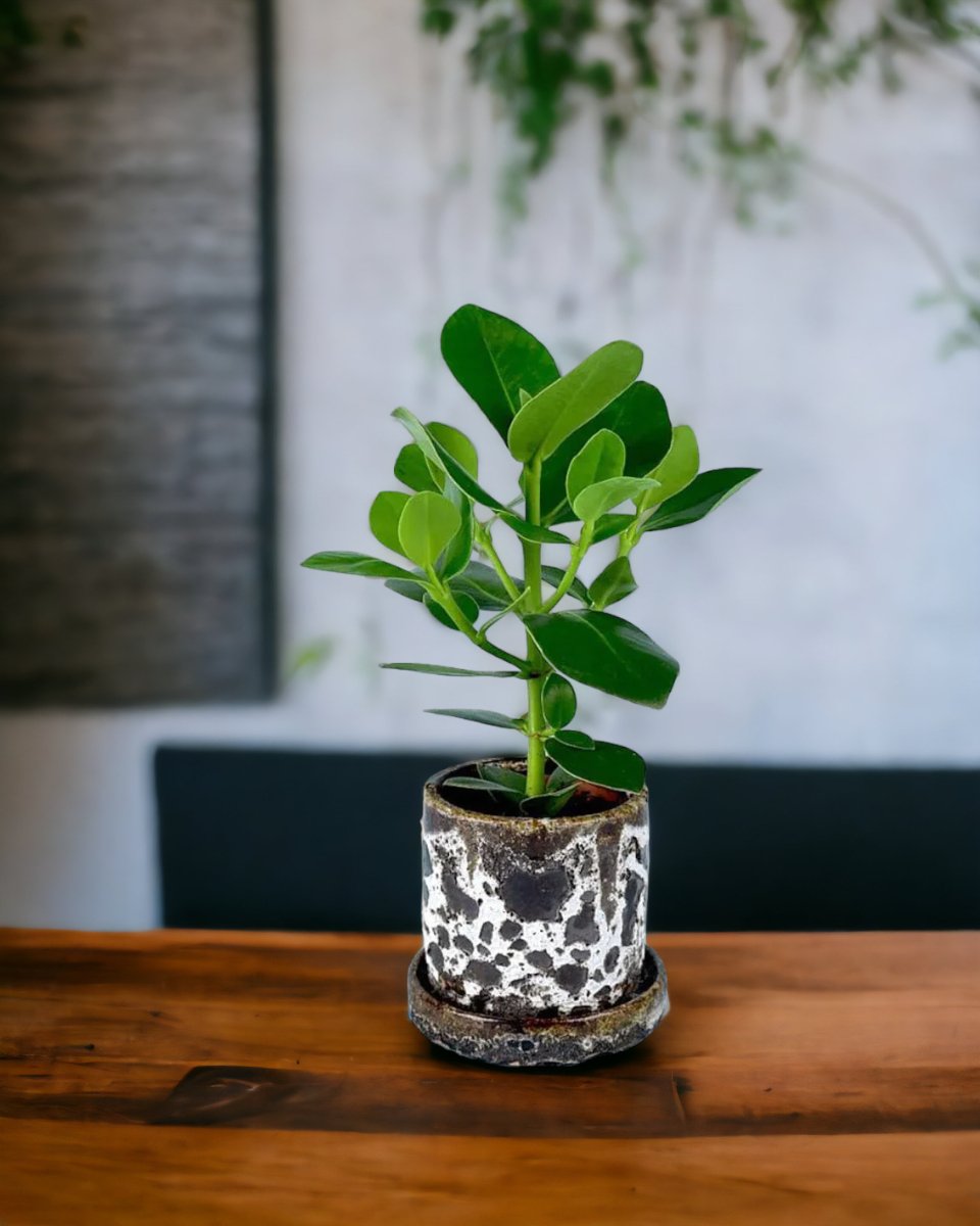 Clusia Rosea - brown moon pot - Potted plant - Tumbleweed Plants - Online Plant Delivery Singapore