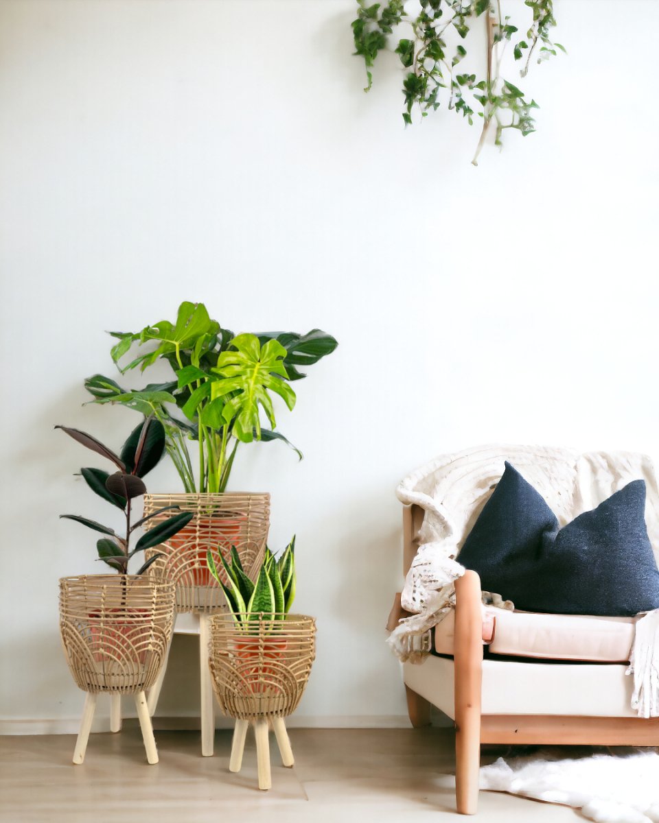 Coachella Basket with Stand - Large - Stand - Tumbleweed Plants - Online Plant Delivery Singapore